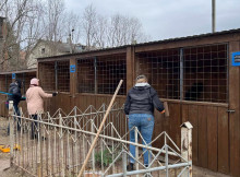 У Славутичі шукають волонтерів для допомоги притулку вже сьогодні