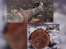 Накладено штраф майже на 430 тисяч гривень за незаконну порубку дерев у Чернігівській області!