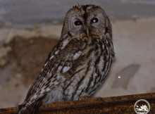 Рідкісна гостя на старій насосній станції: у Чорнобильській зоні помітили сіру сову