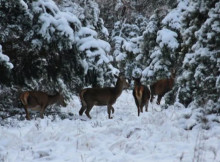 Олені стали справжніми зірками зими у Чорнобильському заповіднику