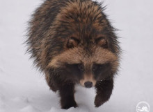 У Чорнобильському заповіднику пояснили, чому єнотоподібний собака прокинувся взимку