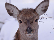 У Чорнобильському заповіднику зафіксували близько 70 оленів під час зимових обліків