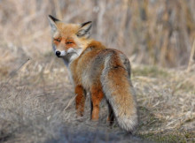 У Чорнобильському заповіднику показали вдале полювання лисиці