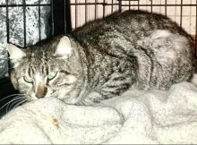 У притулку Славутича новий пацієнт: хворого котика з Поліського залишили на лікування