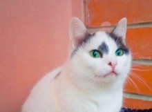 У Славутичі просять дати дім двом кішкам які після перетримки можуть знову опинитися на вулиці