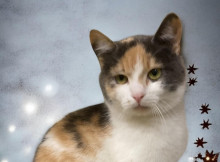 Ніжна киця Зозулька шукає дім у Славутичі