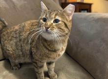 Іриска шукає дім: у Славутичі віддають ніжну кішку з карамельним забарвленням