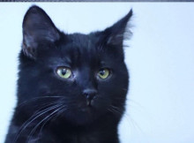 У Славутичі шукають родину для маленької кішки Наї