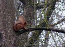 Я вам не білка: у Чорнобильському заповіднику розповіли 5 фактів про вивірку