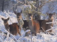 Зимові мешканці Чорнобильського заповідника потрапили в об'єктив фотопастки