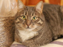 У Славутичі котик Йося шукає дім і свою людину