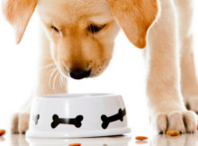 Консерви Nature's Protection: збалансований раціон для здоров’я вашого улюбленця