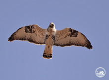 Зимовий хижак Чорнобильської зони: як зимняк пристосувався до морозів