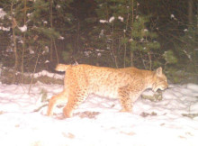 Рись повернулася на Полісся: у Чорнобильському заповіднику фіксують сталу популяцію хижака