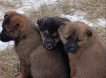У Пакулі шукають родини для семи цуценят
