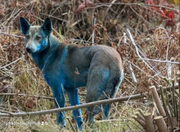 У Чорнобилі зафіксували «синіх» собак: чи винна радіація?