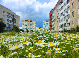 У Славутичі — сезон ромашок: найкращий час для фото та ворожінь