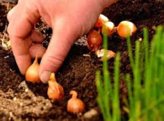Де не можна садити озиму цибулю: головні помилки городників