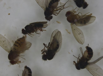 У Чорнобильському заповіднику відновили генетичні дослідження дрозофіл для оцінки впливу радіації