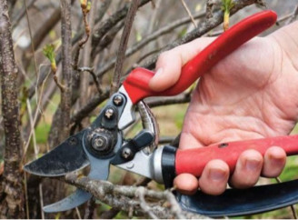 П'ять рослин, які треба терміново обрізати у березні — поради садівникам