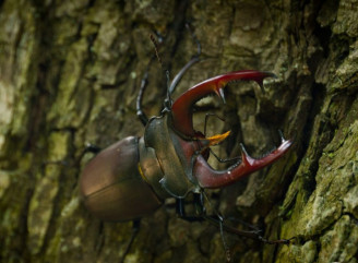 Живе 6 років під землею, щоб померти за 3 тижні: що не так із жуком-оленем у Чорнобилі