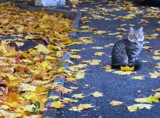 Осінній Славутич: атмосферний фоторепортаж похмурого дня