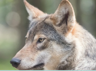 У Південній Кореї шукають вовка, який утік із зоопарку і змусив закрити школу