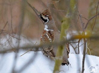 Рідкісний птах Червоної книги у Чорнобильській зоні: кого помітили в заповіднику