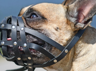Намордник для собаки: как выбрать надёжную защиту для любой ситуации