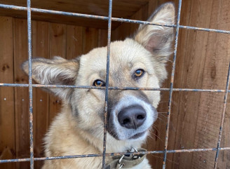 Казковий красень з притулку шукає родину у Славутичі