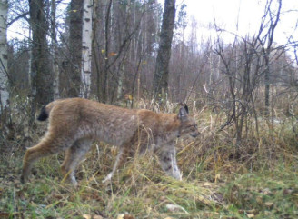Під прицілом фотопасток: у Чорнобильському заповіднику показали небезпечну мисливицю рись