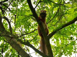 Як білки виживають у зоні відчуження: унікальні гнізда, стратегічні запаси та життя в покинутих селах