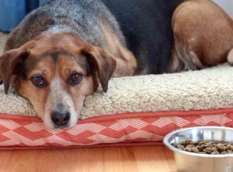 Собака не їсть корм: поради щодо адаптації до нового раціону