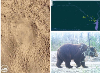 У Чорнобильському заповіднику оприлюднили дані про зустрічі бурого ведмедя