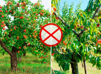 7 рослин, які не можна садити поруч із фруктовими деревами: помилки, що псують врожай