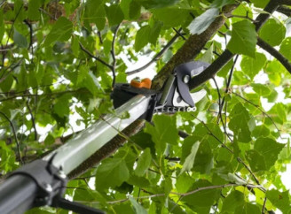 В яку пору року та як необхідно проводити обрізку фруктових дерев