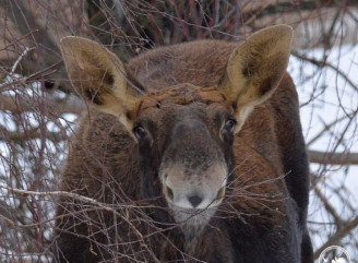 Анфас, профіль і «посмішка»: у Чорнобильському заповіднику зафіксували лося