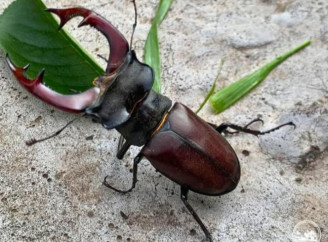 Неймовірний велетень Чорнобильської зони: що потрібно знати про жука-оленя!