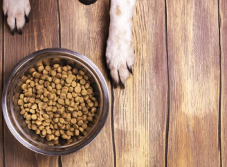 Як вибрати перший корм для цуценяти: поради для петперентів