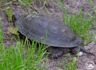Черепаховий сезон у Чорнобилі: чому яйця черепах виявляються на дорогах та як це впливає на природу