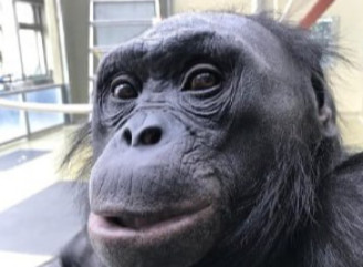 Помер бонобо Канзі — мавпа, яка розуміла англійську і грала у відеоігри