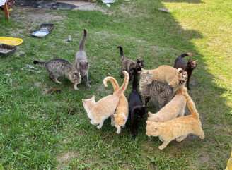 16 голодних котів у покинутому дворі: зворушлива історія порятунку в Неданчичах