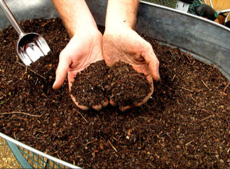 Як перевірити, чи готовий компост: садівничий лайфгак із насінням редису