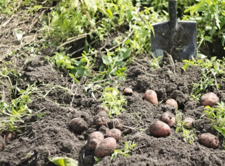 Що не можна садити поруч із картоплею: помилки, які знижують урожай
