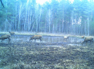 У Чорнобильському заповіднику показали маленьку водойму, біля якої сходяться дикі тварини