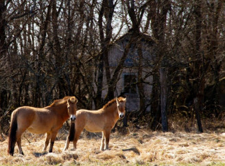 У Чорнобильській зоні коні Пржевальського вільно гуляють поміж покинутих хат