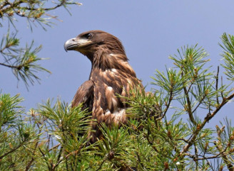 Життя триває: у Чорнобильській зоні підростає пташеня червонокнижного орлана