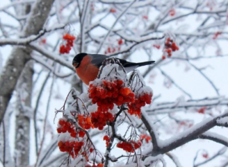 Куди зникли снігурі і чому їх майже не видно взимку в містах