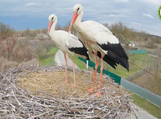 Лелеча Санта-Барбара триває, у зіркове гніздо знову повернувся Грицик