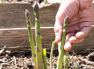Як легко виростити спаржу на городі: покрокова інструкція для початківців